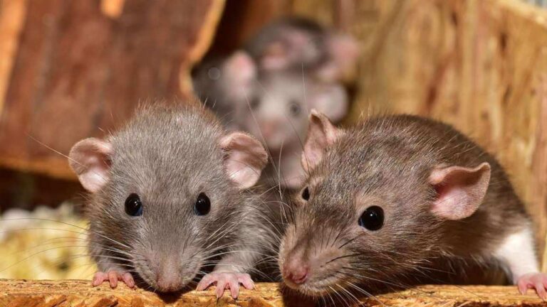 Control de roedores, fumigación de ratas y exterminación de ratones en Monterrey