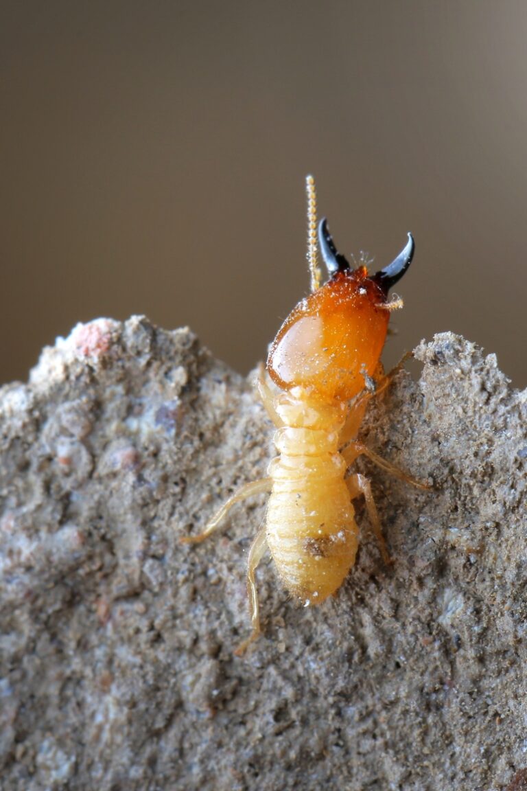 fumigacion-termitas